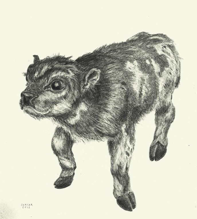 Veau achondroplasique (dit veau-bouledogue), animal empaillé, musée Fragonard