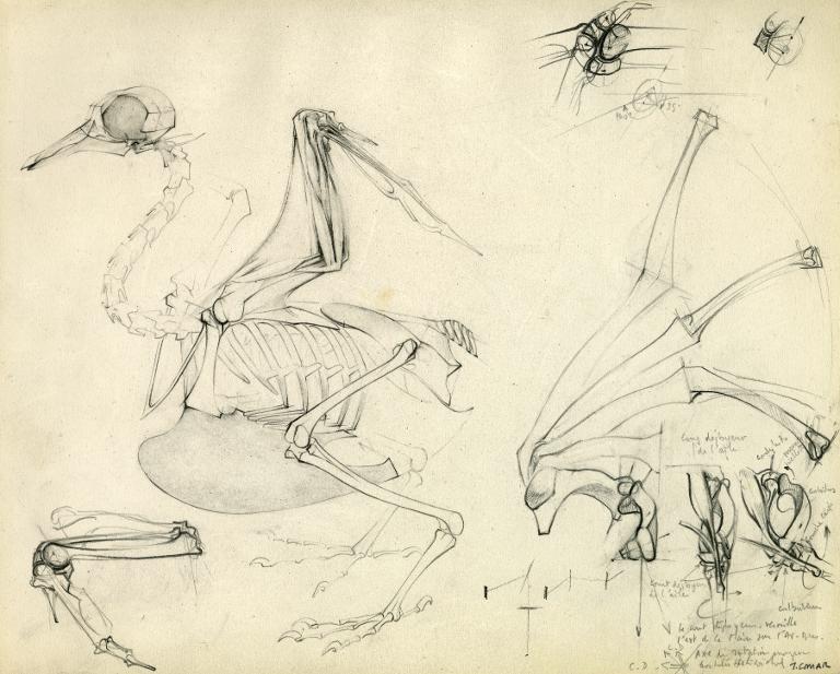 Squelette de pigeon à l'aile disséquée et physiologie articulaire de l'aile