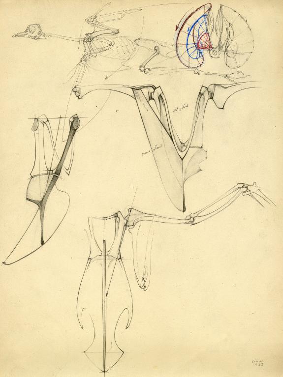 Appareil locomoteur de l'oiseau (membre thoracique)