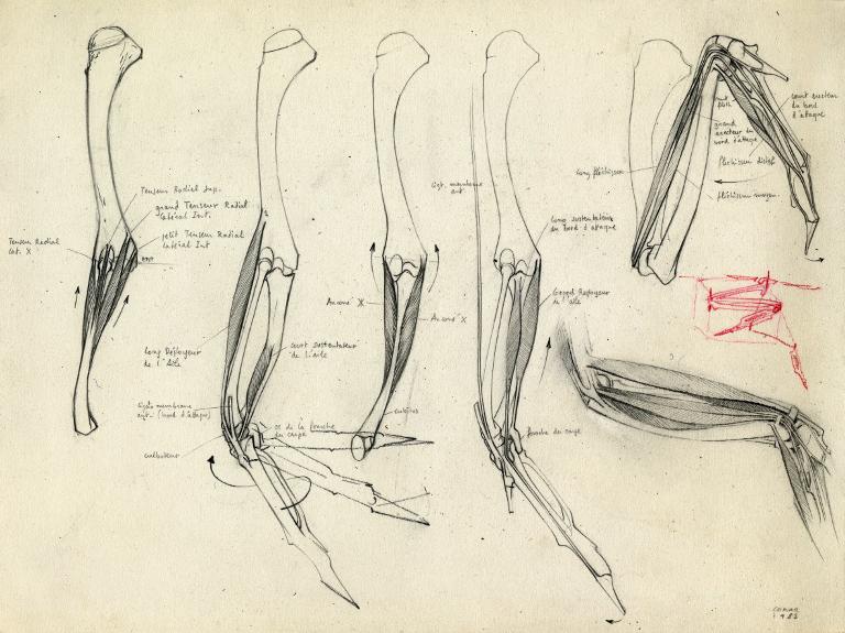 Muscles antébrachiaux de l'aile chez l'oiseau