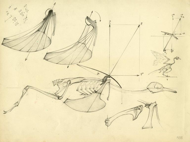 Squelette de profil en position de vol et muscles pectoraux chez l'oiseau