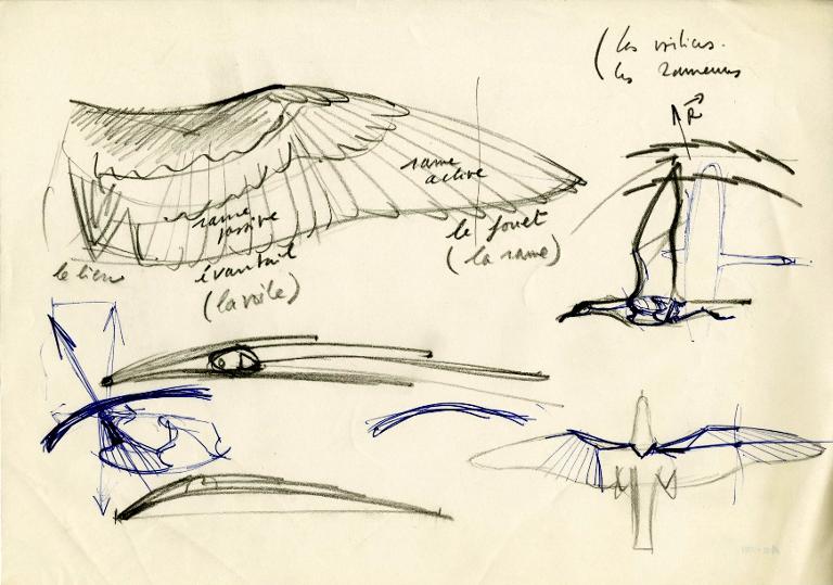 Couverture de l'aile de l'oiseau, et divers croquis