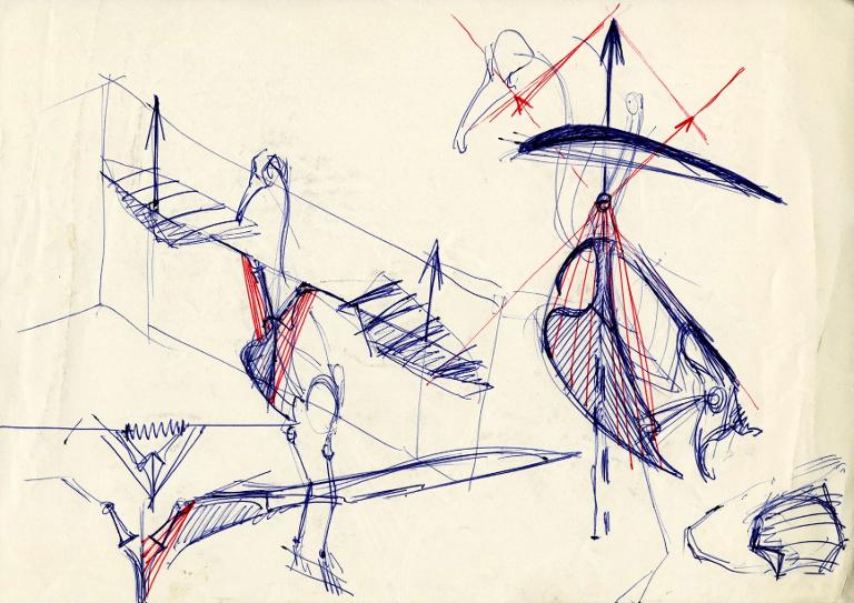 Plan de l'aile au décollage et direction des fibres du grand pectoral (en rouge)