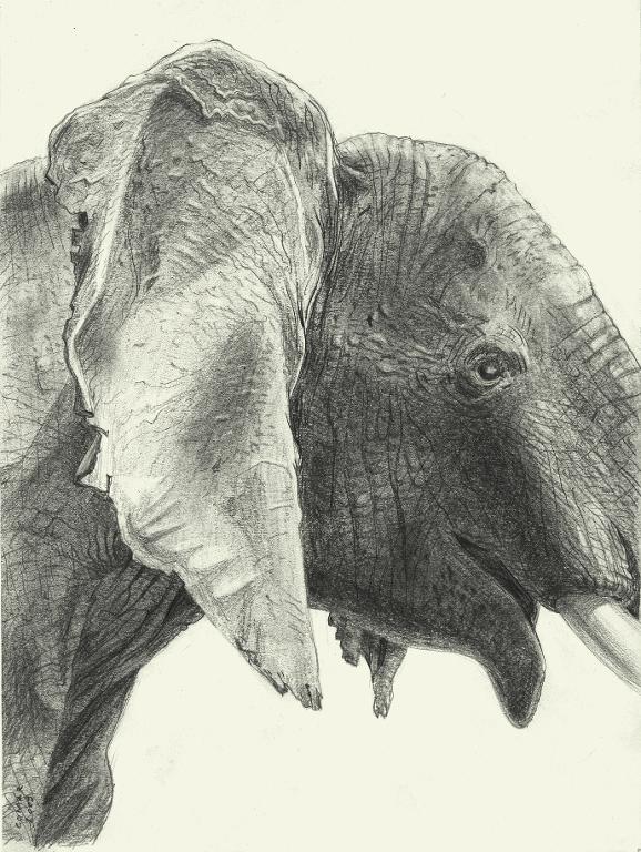 Tête d’éléphant d’Afrique empaillée