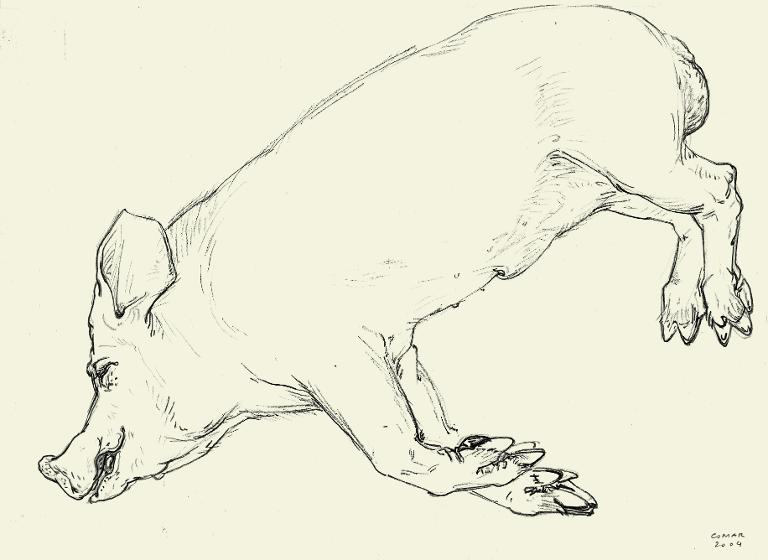 Porc (verrat) endormi, salon de l'Agriculture, Paris