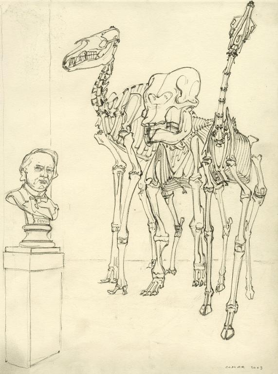Trois squelettes de mammifères (un chameau, un éléphant et une girafe)