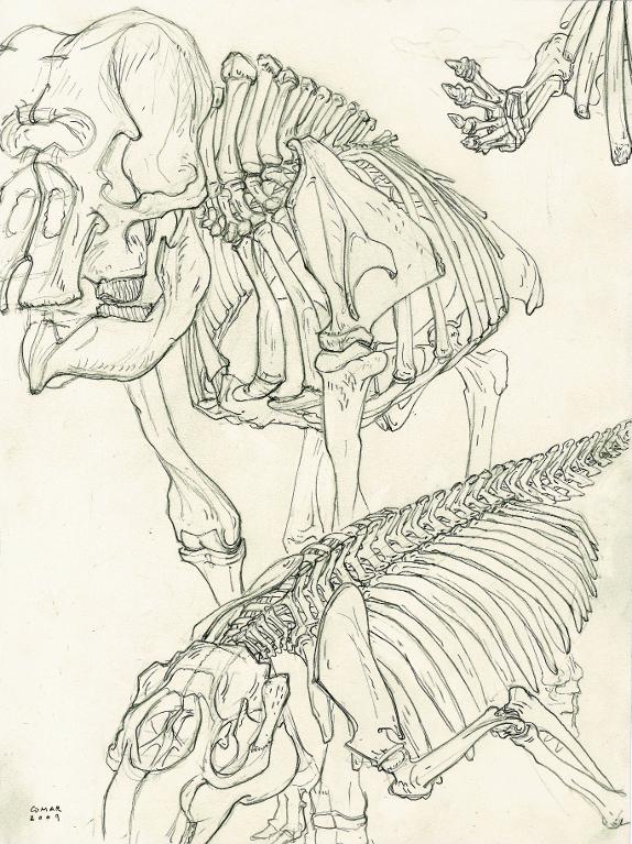 Trois squelettes partiels de mammifères, dont un d’éléphant, galerie d’anatomie