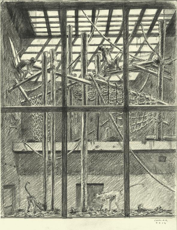 Cage avec quatre singes, ménagerie Jardin des Plantes, Paris