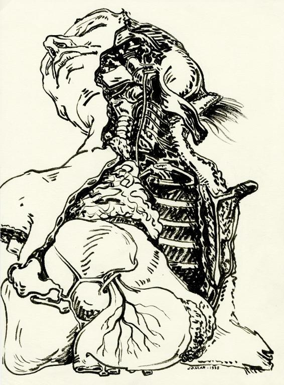 Préparation anatomique d'une tête et d'un thorax, musée Orfila, Pari