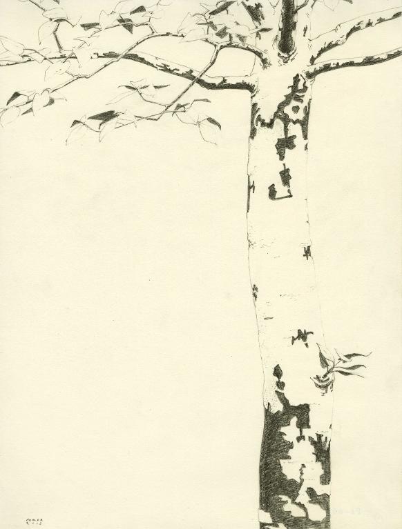 Arbre à écorce blanche