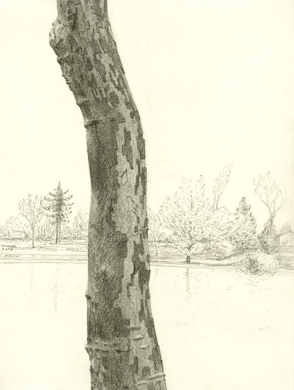 Tronc de platane sur les bords du lac Daumesnil au Bois de Vincennes, Paris