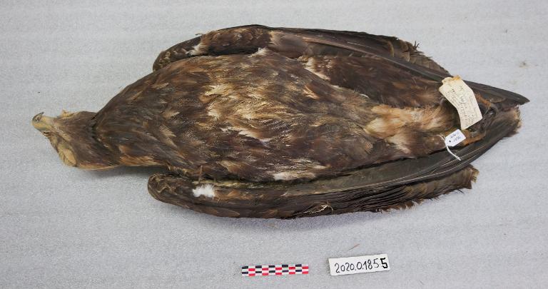 animal naturalisé : oiseau : Aigle impérial
